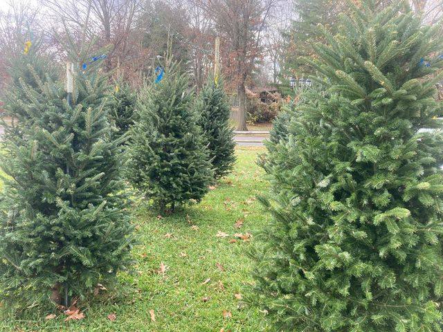 Chistmas Trees 2
