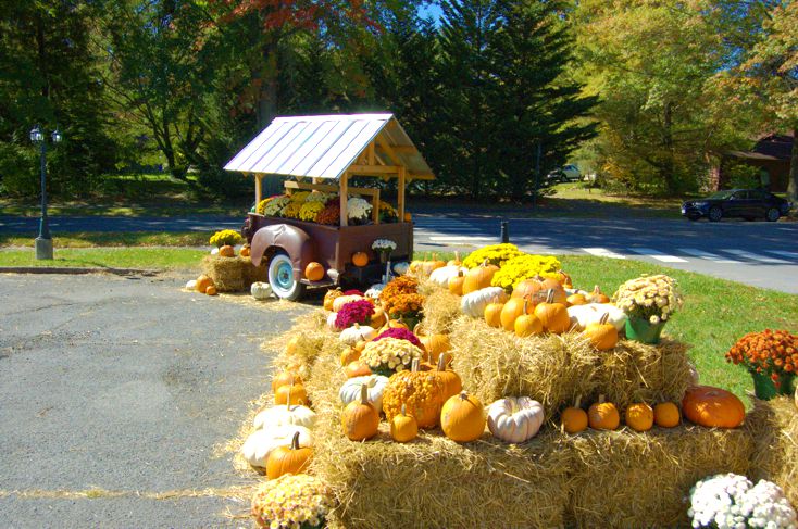 Pumpkin Mum Selfie Display